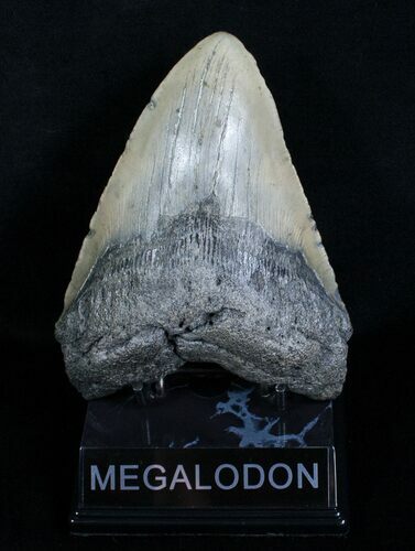 Inch Megalodon Shark Tooth #4062